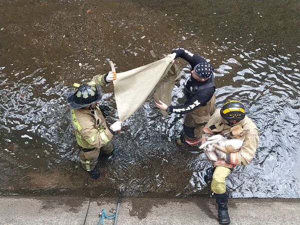 Un perro habría sido arrojado al canal de agua de Madame Lynch y fue rescatado por bomberos - Nacionales - ABC Color