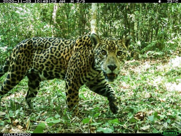 Nuevo monitoreo del yaguareté revela leve reducción de su población en el Bosque Atlántico del Alto Paraná - ADN Digital