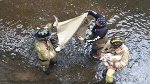 Dos perros son presuntamente arrojados a canal de Madame Lynch, pero solo uno logra ser rescatado