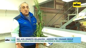 Avena amarilla para mejorar el suelo y ganar dinero - ABC Rural - ABC Color