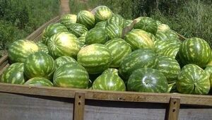 Una sandía de 26 kilos fue la mayor de la feria distrital de San Pedro del Paraná