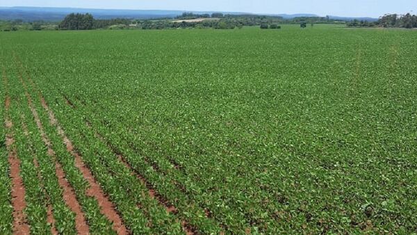 La lluvia caída ayer ayuda al crecimiento de la soja en Itapúa