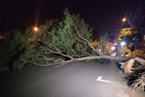 Cae un lapacho tras tormenta en Asunción - Nacionales - ABC Color