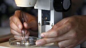 OMS considera "muy elevado" el riesgo global por la variante ómicron