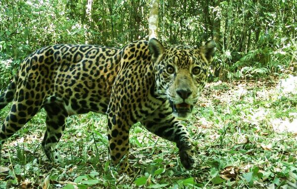 Hay menos yaguaretes en el bosque atlántico Alto Paraná