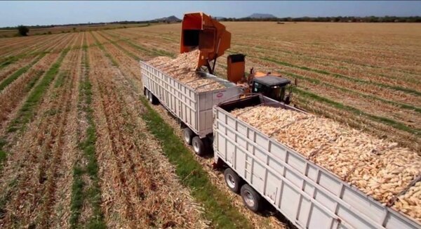 Escasez mundial de fertilizantes puede afectar el valor de los alimentos del 2022