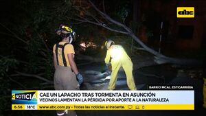 Cae lapacho tras temporal en Asunción - ABC Noticias - ABC Color