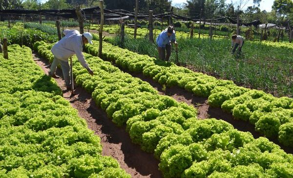 El campo se prepara para demanda de productos a fin de año luego de la recesión económica por COVID