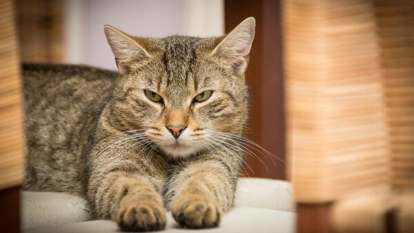 Investigación apunta a que gatos tienen rasgos sicopáticos