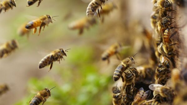 Clausuran por 5 días cementerio de Concepción por miedo a abejas