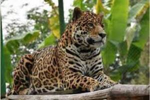 Día Internacional del Yaguareté: Fomentando la conservación de la vida silvestre de los felinos
