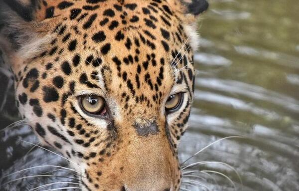 En el Día del Yaguareté, piden redoblar esfuerzos para su conservación