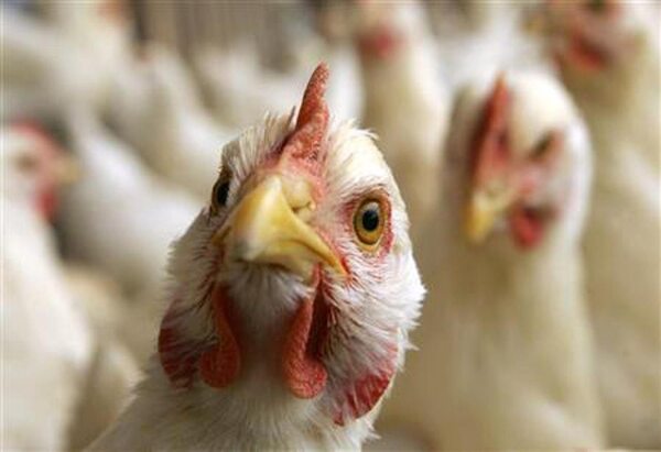 Confirmado un caso de gripe aviar en Estados Unidos