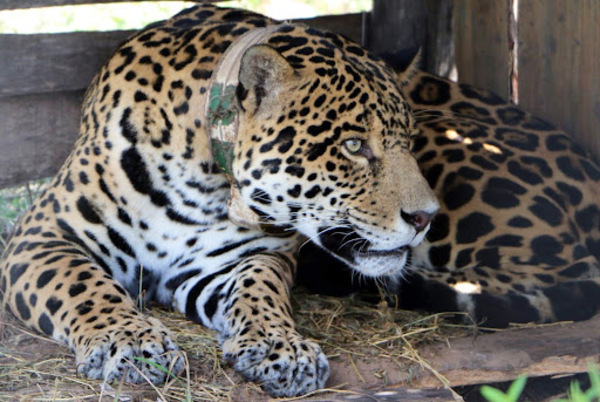 “La situación del jaguareté es crítica” - El Independiente