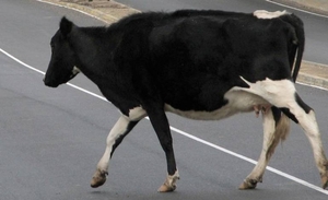 Diario HOY | Carnearán a vacas que anden sueltas en Concepción