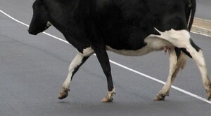 Carnearán a vacas que anden sueltas en Concepción