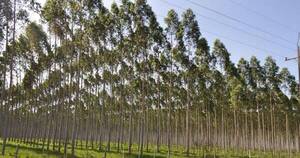 La Nación / Sector forestal atraviesa por buen momento y plantaciones superan las 20 mil hectáreas