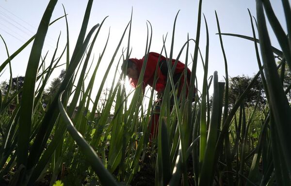 Hambre crece un 30% más en América Latina - Mundo - ABC Color