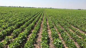 Imputan a dueño de plantación de soja por intoxicación de una niña