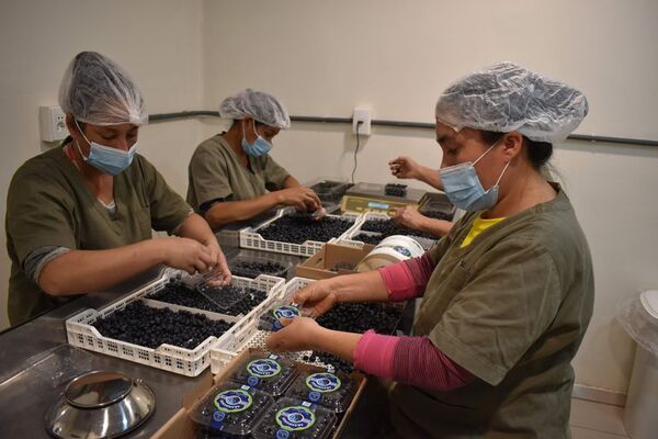 Cultivo de arándano crece con muchas expectativas en Guairá - Nacionales - ABC Color