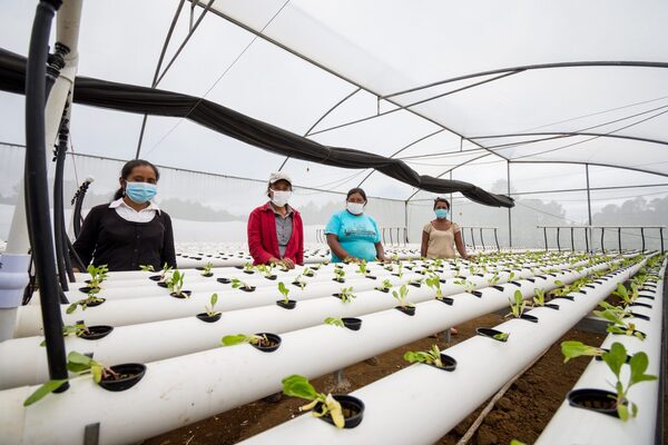 La horticultura, promueve vegetales saludables en Centroamérica - MarketData