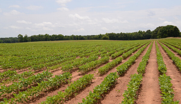 Fiscalía imputó a dueño de plantación de soja por intoxicación con agrotóxicos de una niña de 2 años