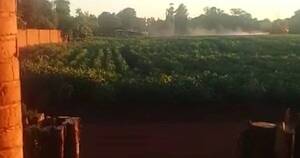La Nación / Naranjal: intoxican a niña de dos años tras rociado de cultivo sin barrera viva