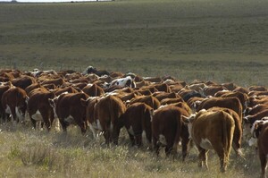 Cuarta semana de subas para el precio del Novillo Mercosur