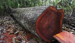 Acusan a un cacique y dos brasileños por tala de árboles - Noticde.com