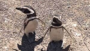 Denuncian en Argentina matanza de pichones de pingüino