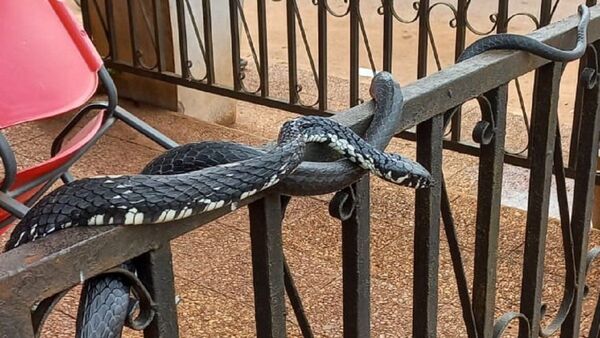 Bomberos rescatan a una serpiente que apareció en una panadería