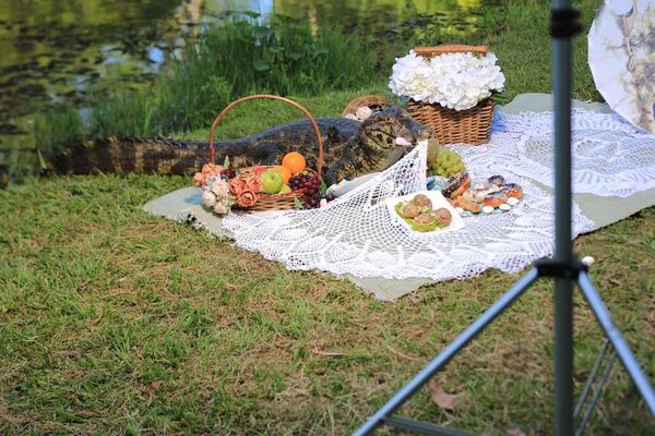 Así un yacaré apareció en una sesión de fotos de quinceañera - Nacionales - ABC Color