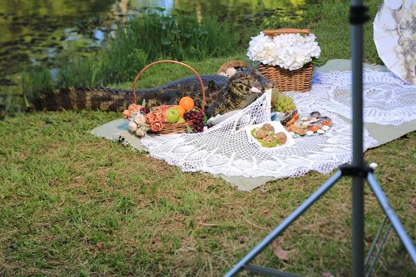 Así un yacaré apareció en una sesión de fotos de quinceañera - Nacionales - ABC Color