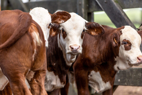 Oferta de animales para el campo será escasa en los próximos dos años