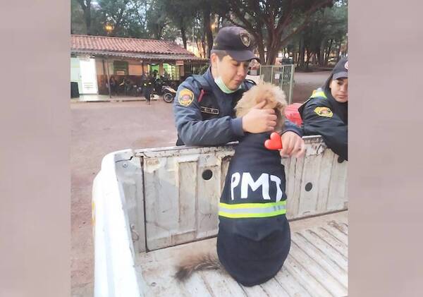 Crónica / PERRO PMT ¡ASCENDIÓ! “Era mascota, pero ahora ya es agente”