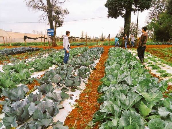 Riego por goteo incrementa producción de estudiantes de la escuela agrícola - Noticde.com
