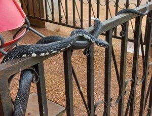 Bomberos rescatan a una serpiente que apareció en una panadería