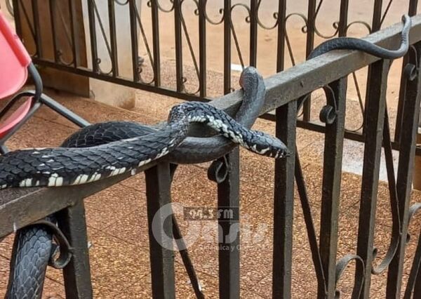 Serpiente fue a una panaderia en Pedro Juan