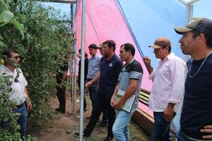 Horticultores de Pilar fueron capacitados en el manejo de cultivos bajo invernadero - .::Agencia IP::.