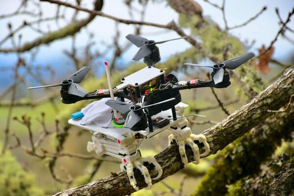 Un robot con patas inspiradas en el halcón para posarse como un pájaro - Tecnología - ABC Color