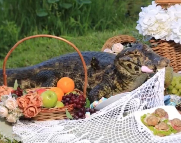 Yacaré irrumpe en sesión de fotos de quinceañera