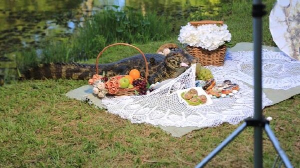 Yacaré se roba las cámaras al frustrar sesión de fotos | Noticias Paraguay