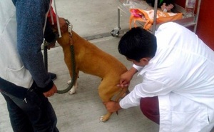 En Alto Paraná hace 15 años que no registra casos de rabia canina - Noticde.com
