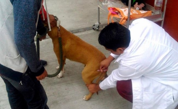 En Alto Paraná hace 15 años que no registra casos de rabia canina - Noticde.com