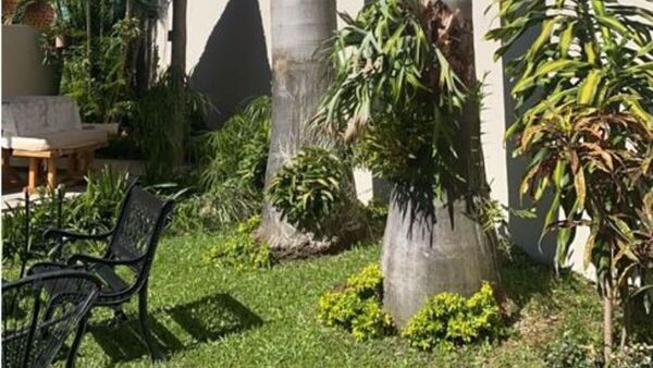 Trozó a la ANDE por cortar palmeras que eran hogar de papagayos