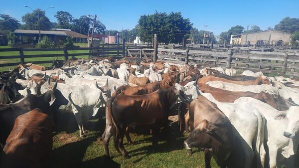 Un grupo de abigeos asaltó una estancia y robó 150 animales en el Chaco - Noticias del Chaco - ABC Color