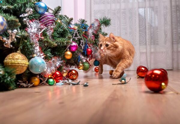 Cómo evitar los “ataques” al árbol de Navidad  - Mascotas - ABC Color