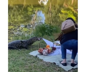 Yacaré 'posó' en sesión de fotos en el Jardín Botánico