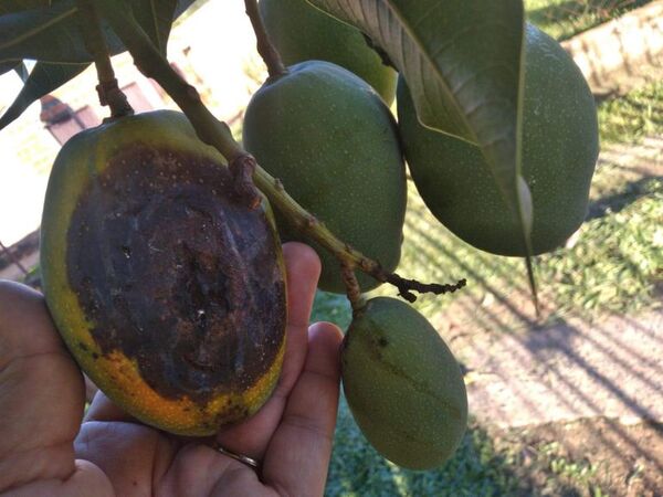 ¿Qué le está pasando a los mangos? - Nacionales - ABC Color