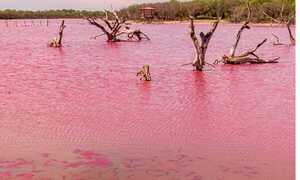 Filadelfia: Fenómeno tiñe de rojo laguna en Isla Po'i - OviedoPress